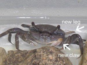 Crabs regenerate lost limbs. Now THERE'S some science for you.
