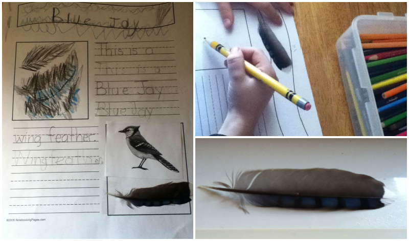 Researching a feather we found and using copywork to noteboo - attaching a printed picture and the actual feather to the page.