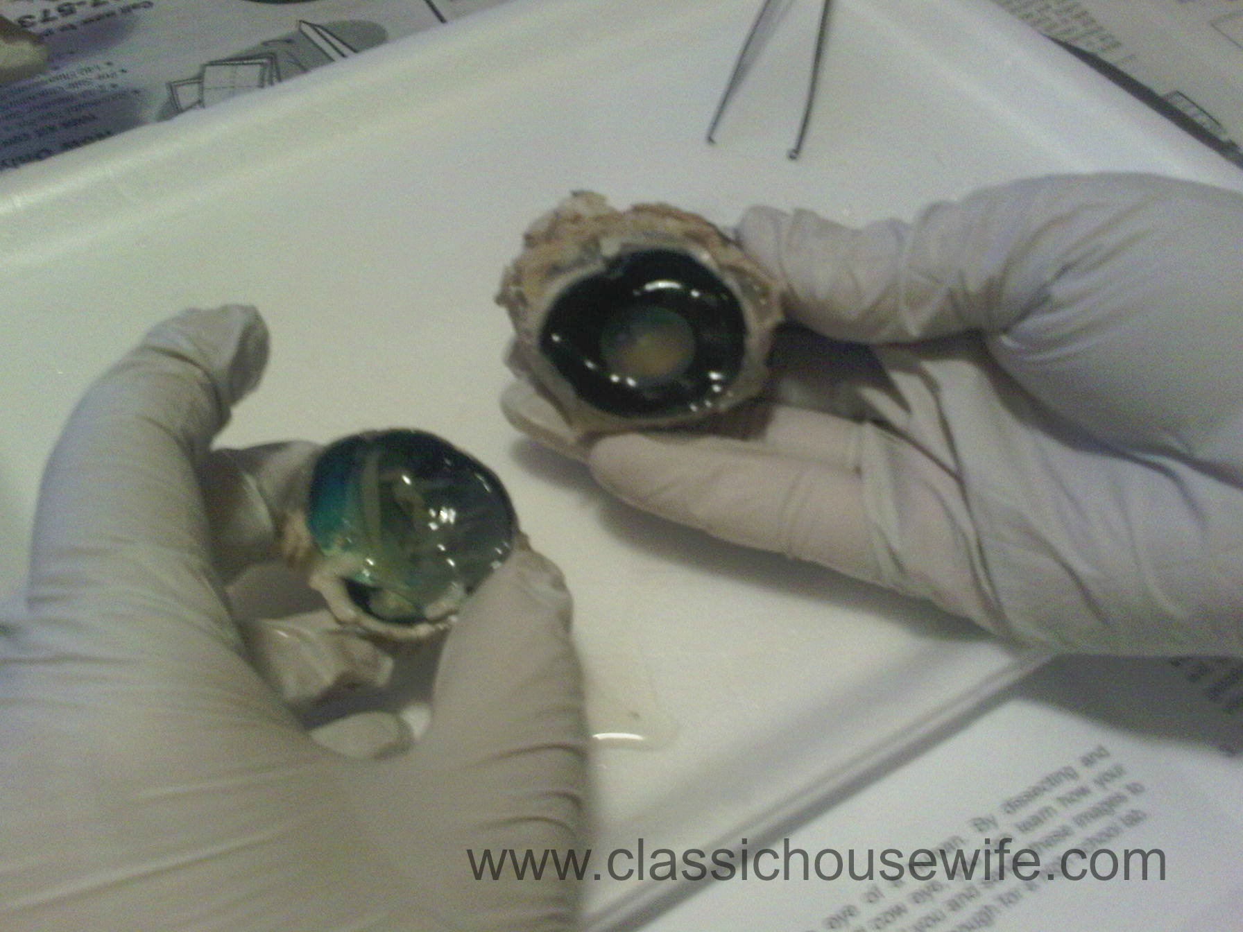 cow-eye-dissection-2