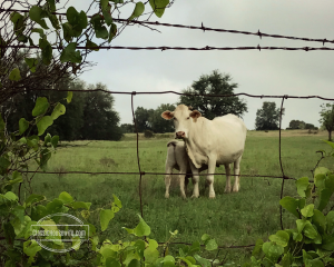 Texas Cow in field