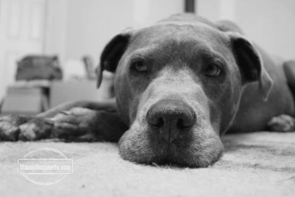 "Mouse" on a Rug. Taking pictures of pets is a good way to practice. --Arielle, Canon Rebel