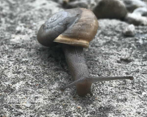 Snail Close Up