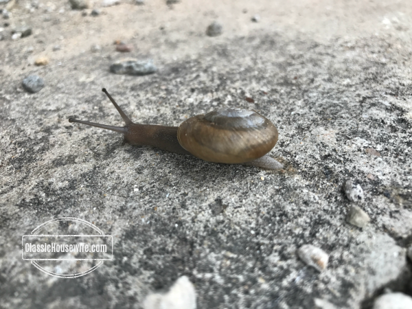 Goodbye Snail